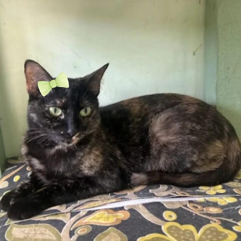 Melissa, gata para adoção em São Paulo - SP