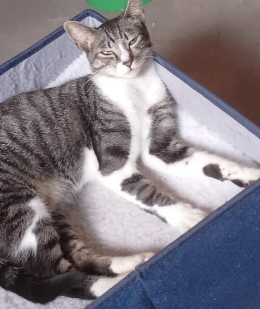Mel, gata de porte médio para adoção em São Paulo - SP