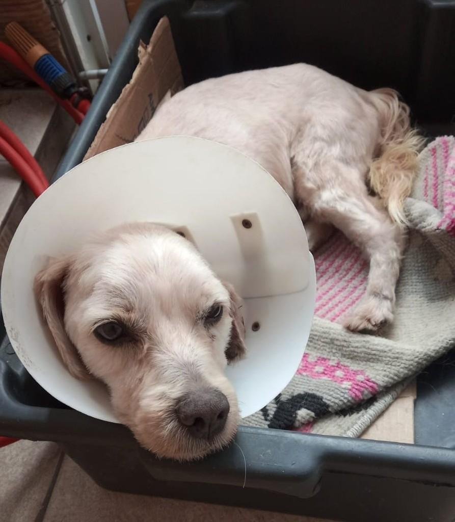 Chico, cachorro de porte pequeno para adoção em São Bernardo do Campo - SP