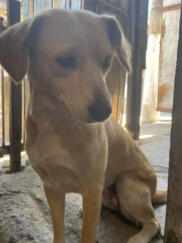 Belinha, cadela de porte médio para adoção em São Paulo - SP