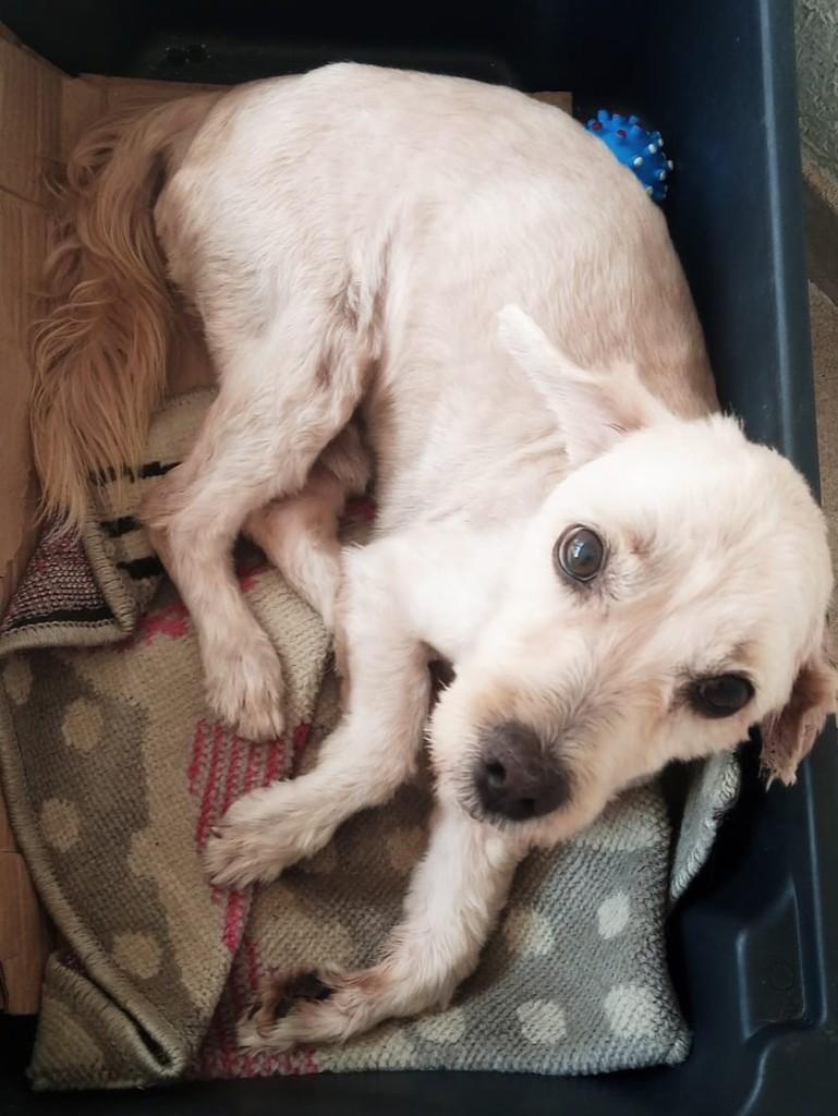 Chiquinho, cachorro de porte pequeno para adoção em São Paulo - SP