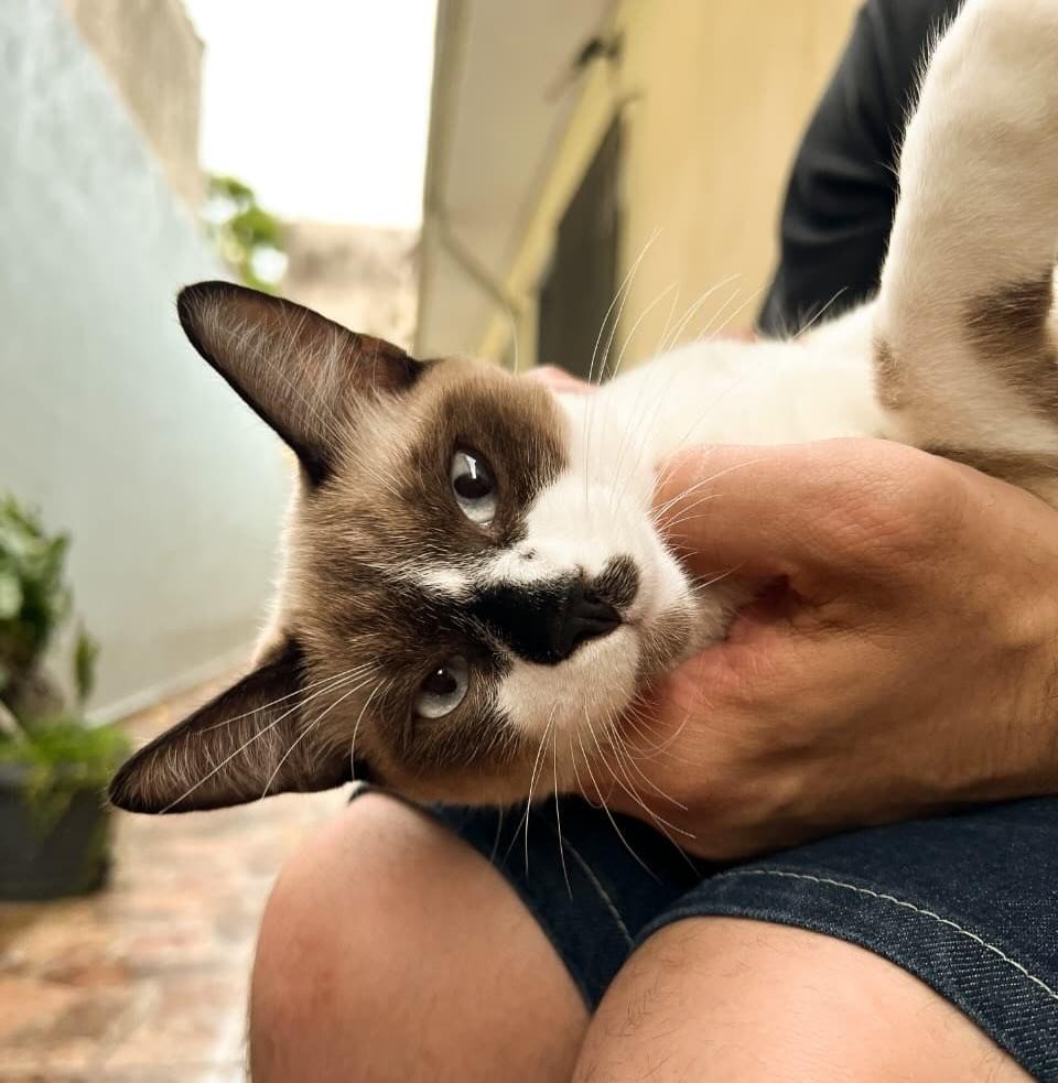 Caramelo, gato de porte pequeno para adoção em São Paulo - SP