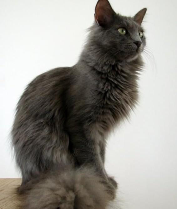 Ônix, gato para adoção em São Paulo - SP