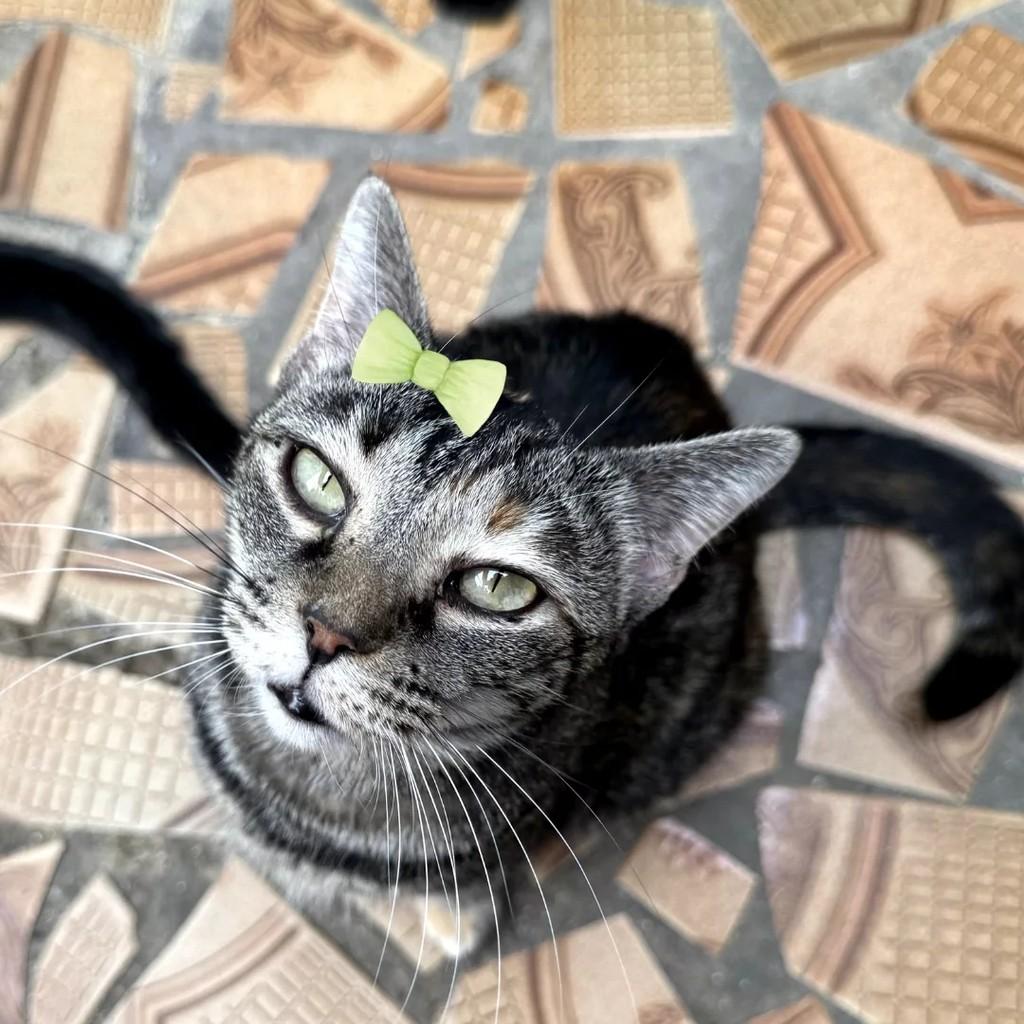 Florzinha, gata para adoção em São Paulo - SP