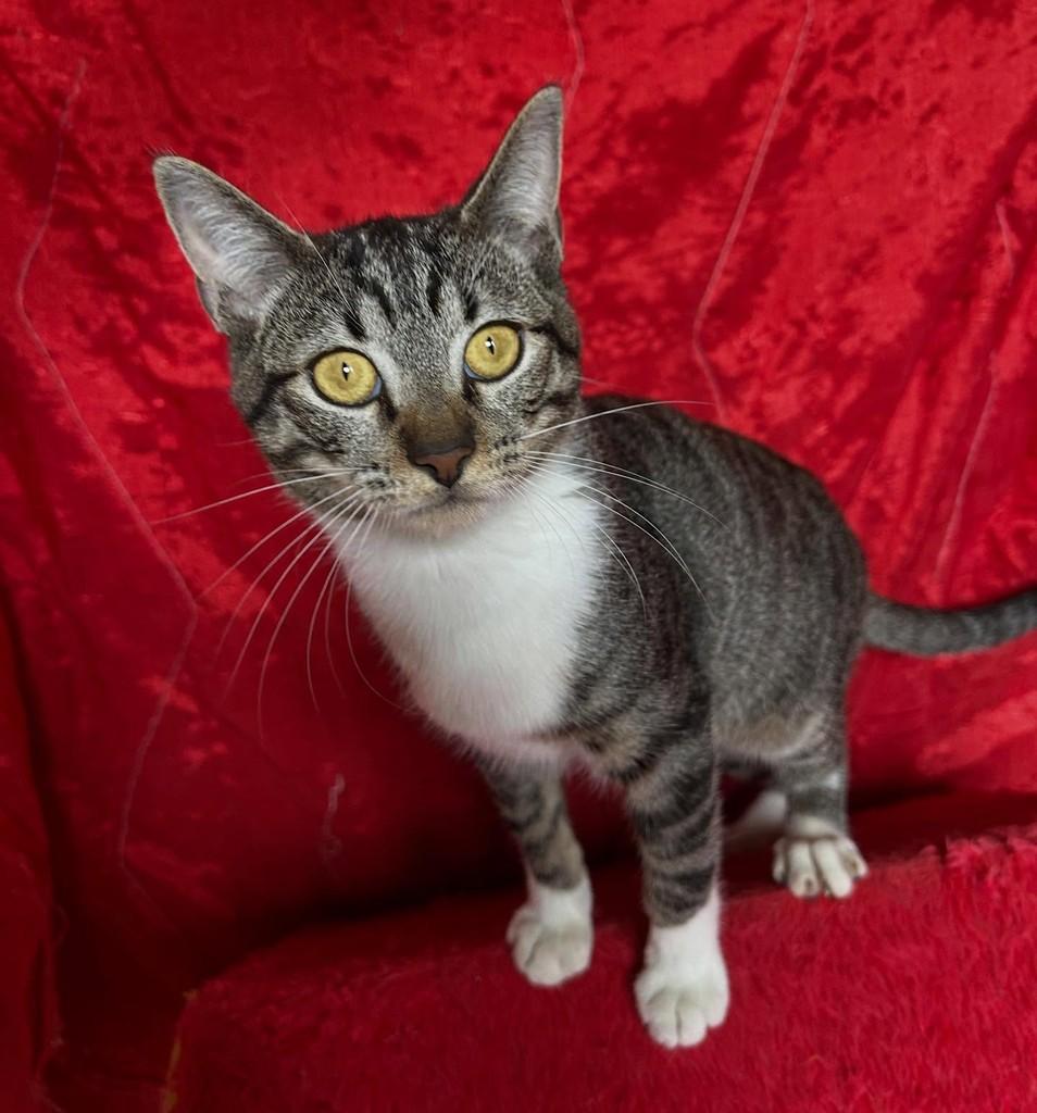 Joka, gato de porte pequeno para adoção em São Paulo - SP
