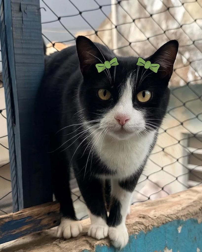 Sofia, gata de porte médio para adoção em São Paulo - SP