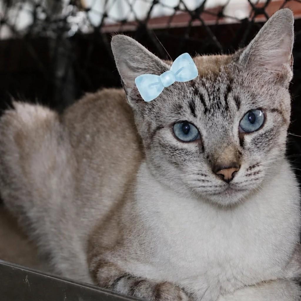 Patrícia, gata para adoção em São Paulo - SP