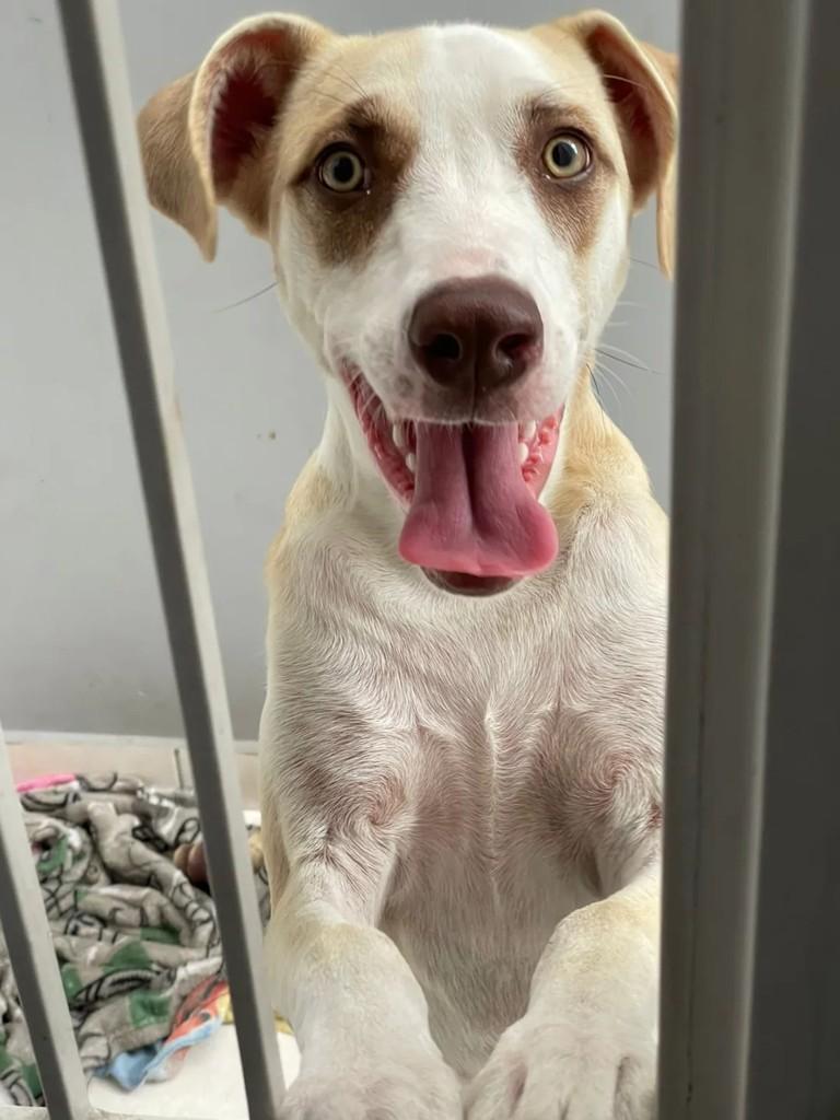 Simba, cachorro de porte médio para adoção em São Paulo - SP
