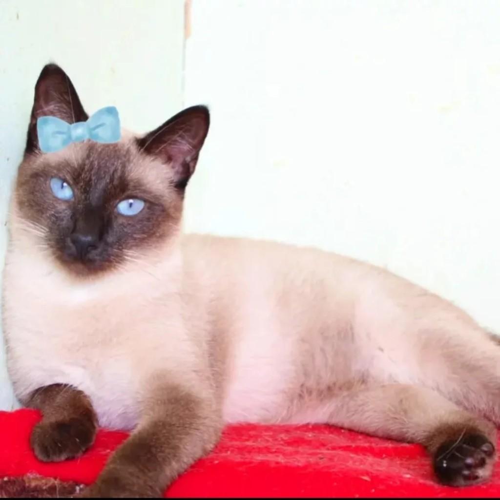Dolly, gata para adoção em São José dos Campos - SP