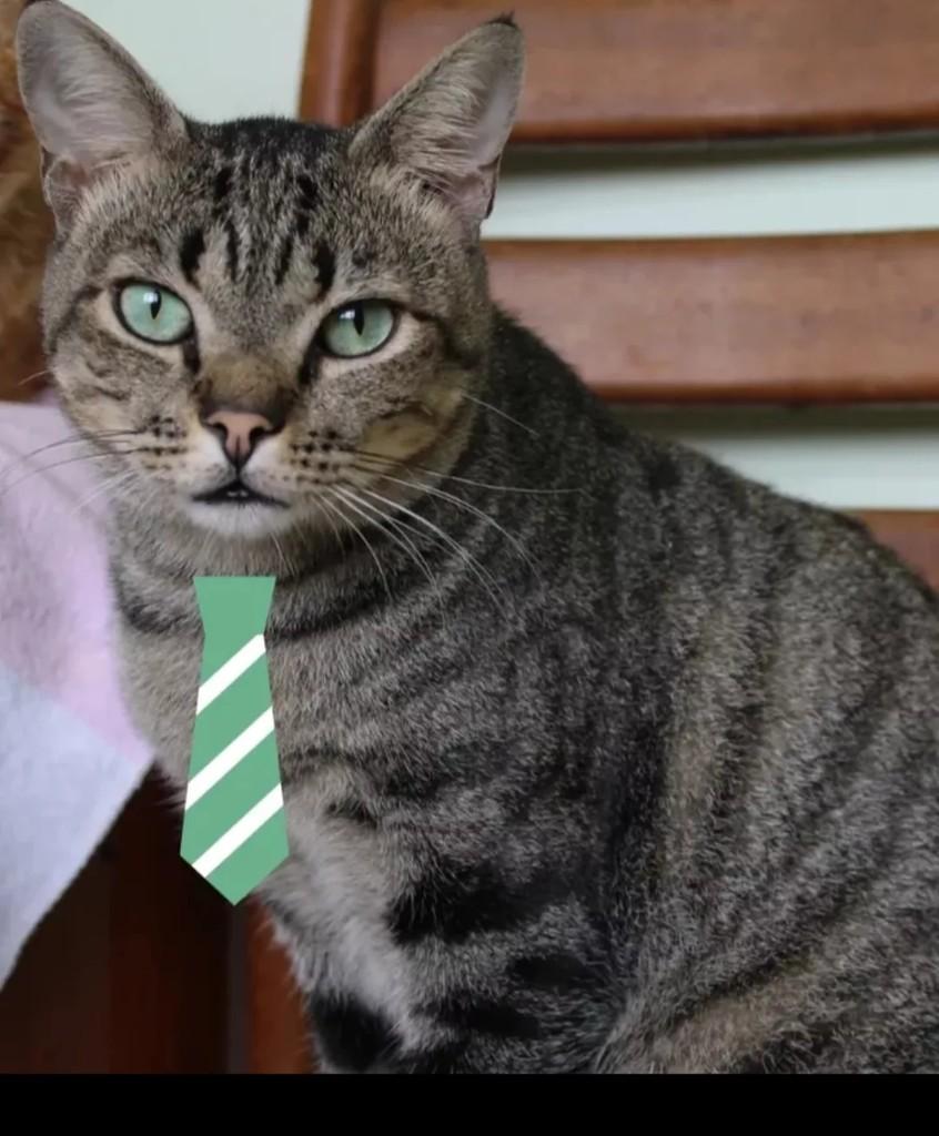 Ryco, gato para adoção em São Paulo - SP