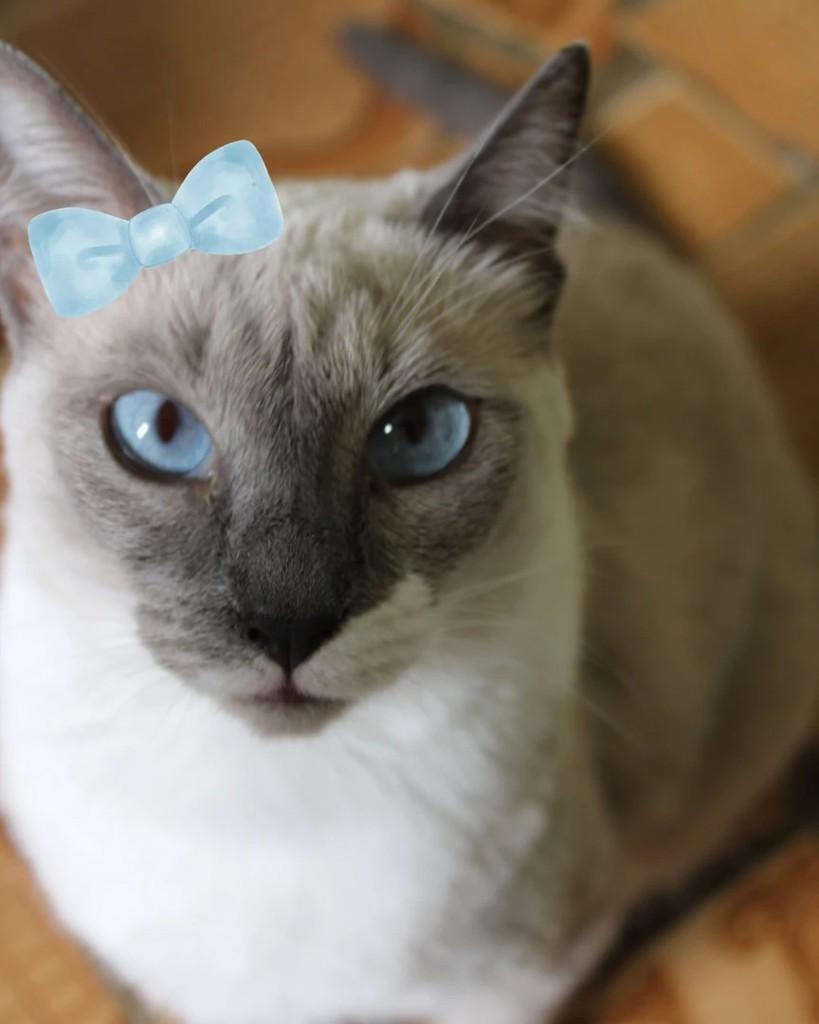 Lindinha, gata para adoção em São Paulo - SP