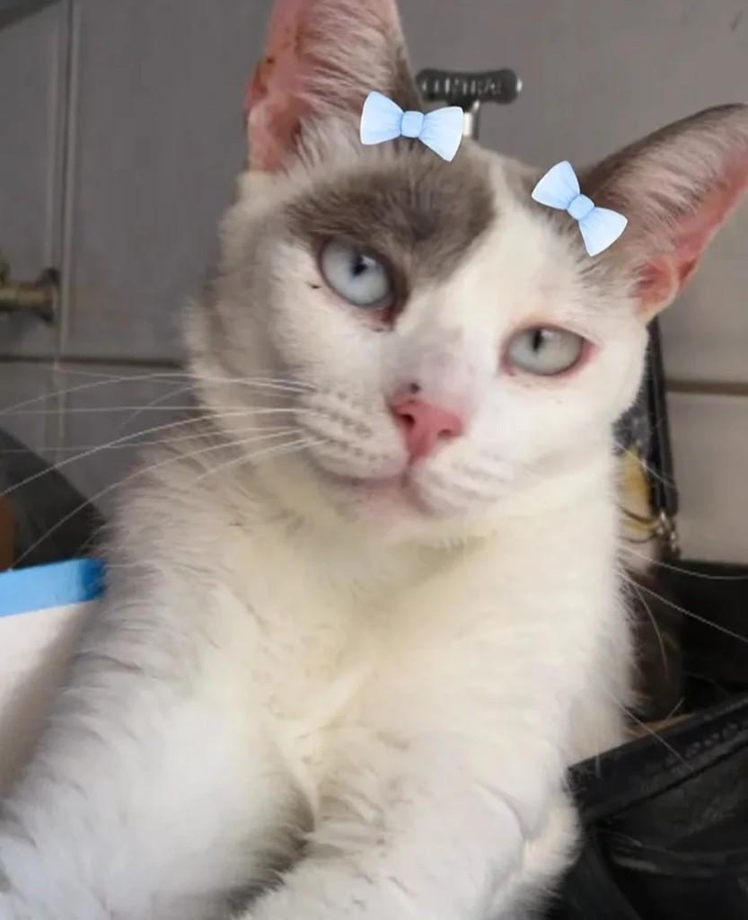 Branquinha, gata para adoção em São Paulo - SP