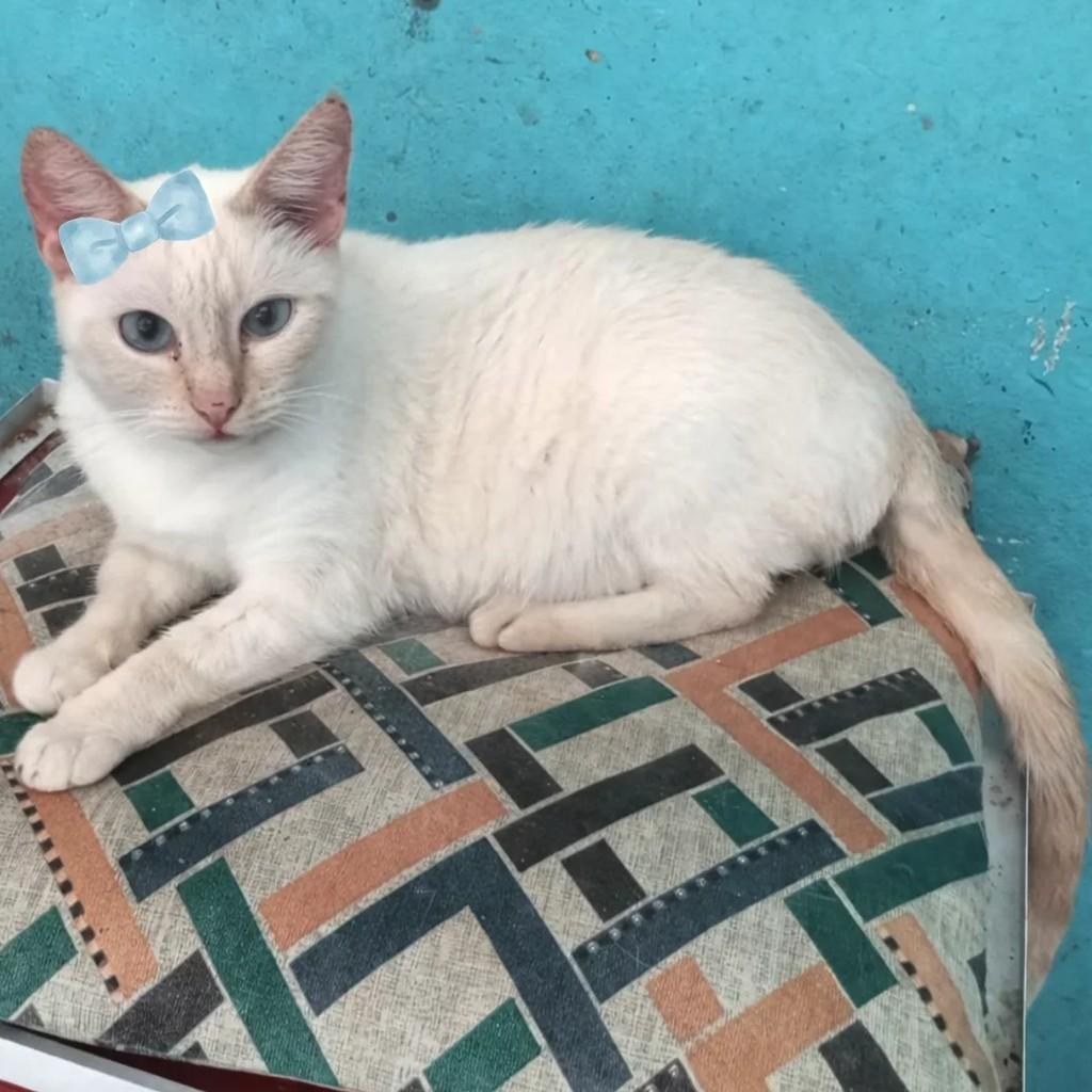 Bia, gata para adoção em Mauá - SP