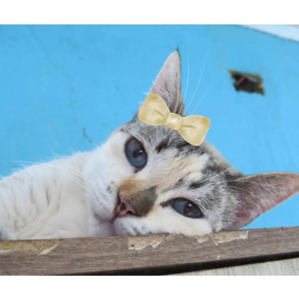 Luna, gato de porte pequeno para adoção em São Paulo - SP