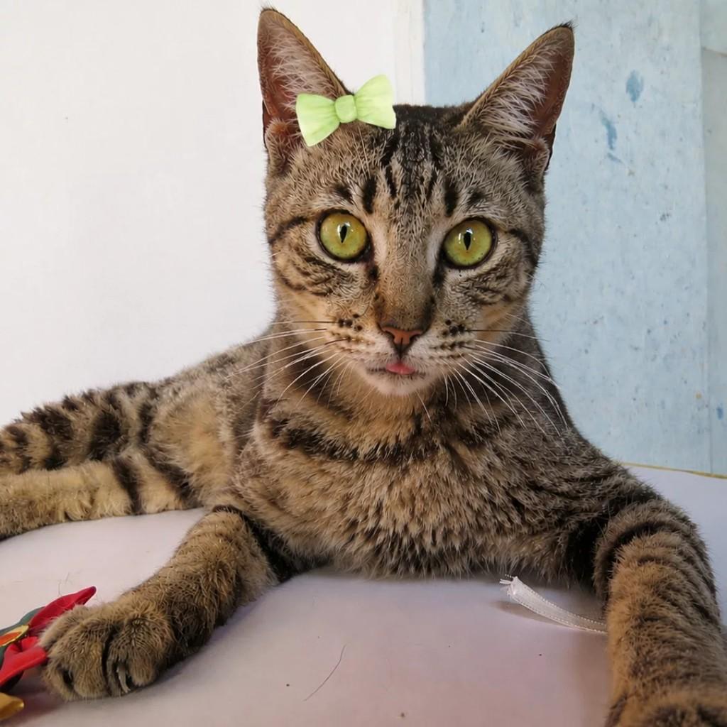 Tigresa, gata de porte médio para adoção em São Paulo - SP