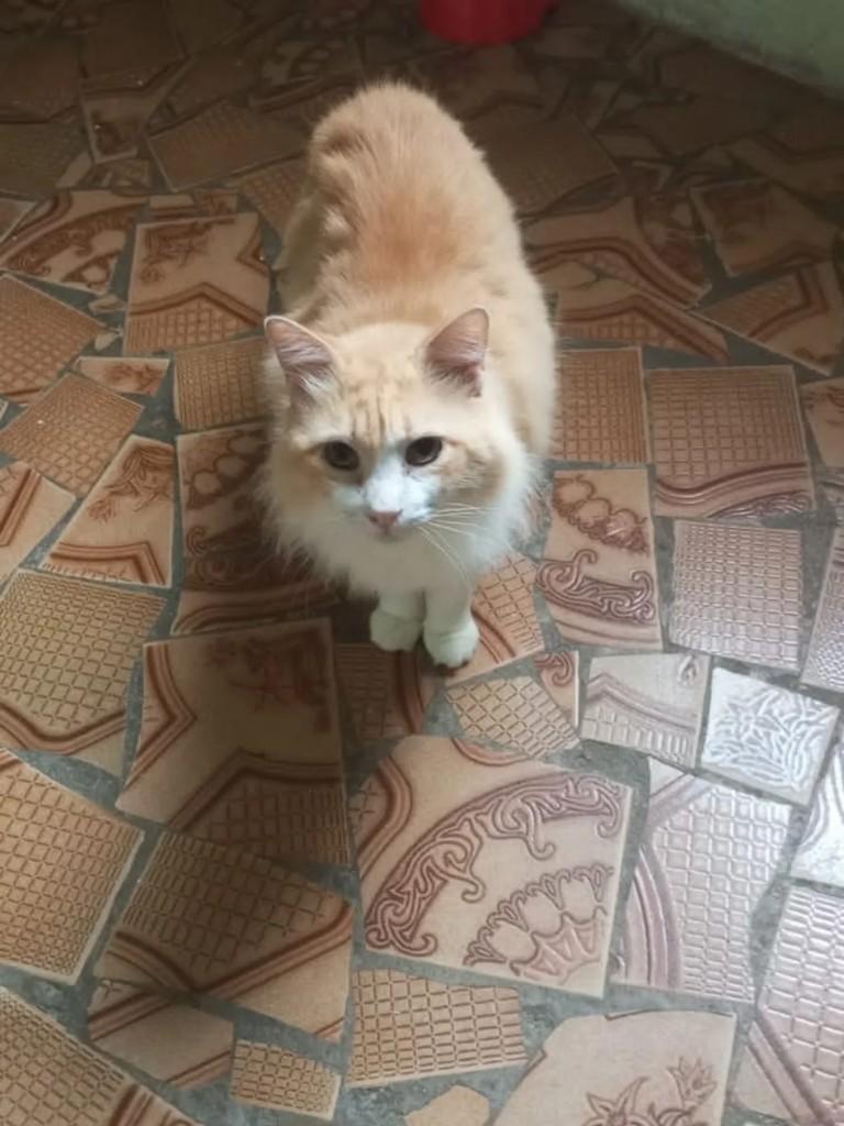 Sol, gato de porte médio para adoção em São Paulo - SP