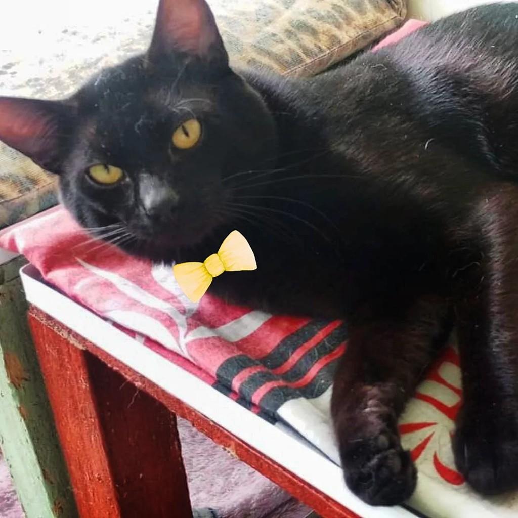 Rodolfo, gato para adoção em São Paulo - SP