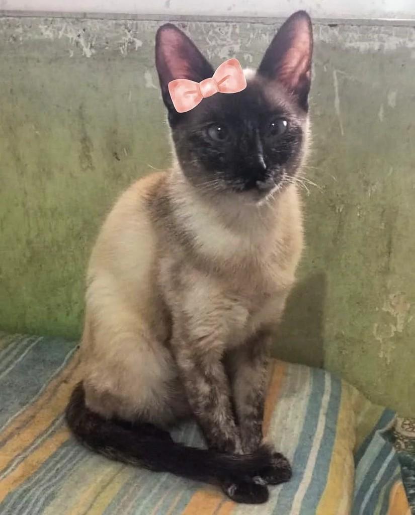 Dalila, gata para adoção em São Paulo - SP