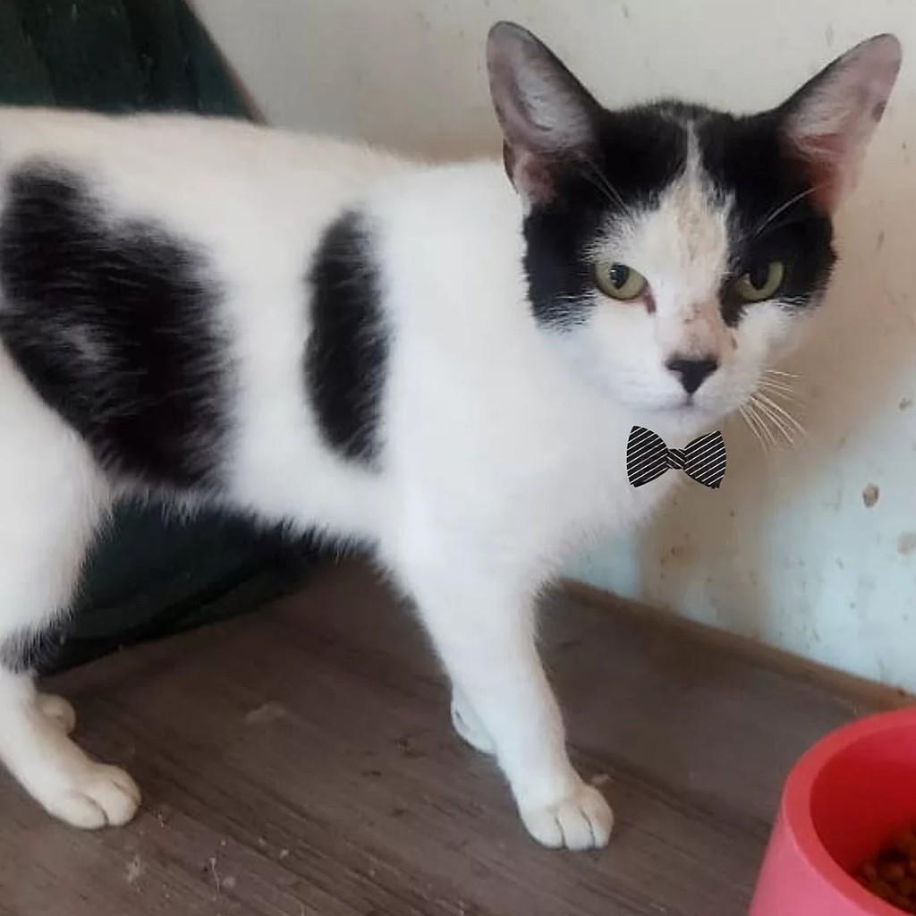 Shelby, gato de porte pequeno para adoção em São Paulo - SP