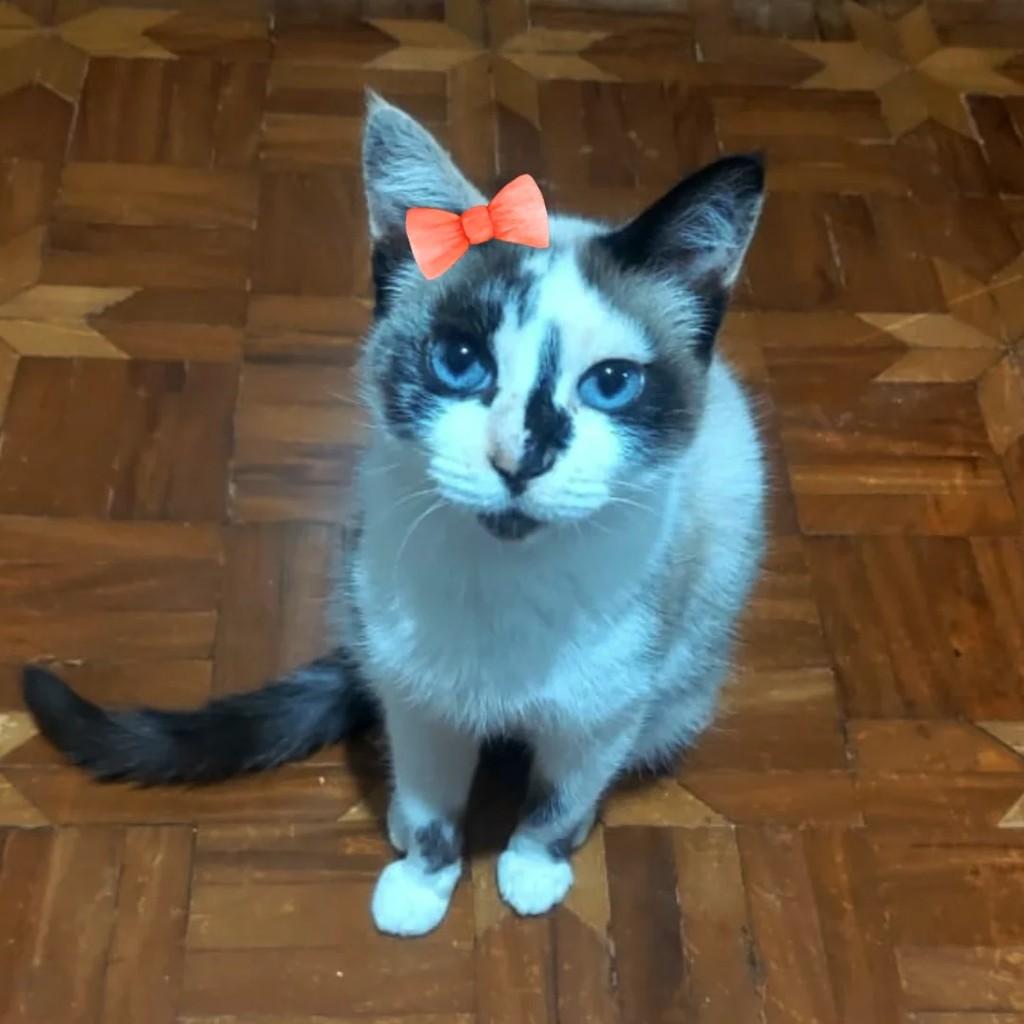 Miah, gata para adoção em São Paulo - SP