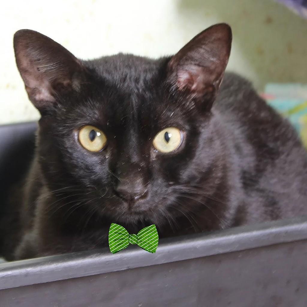 Polegar, gato para adoção em São Paulo - SP