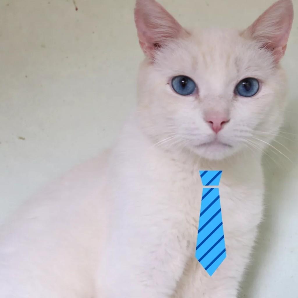 Pampa, gato para adoção em São Paulo - SP