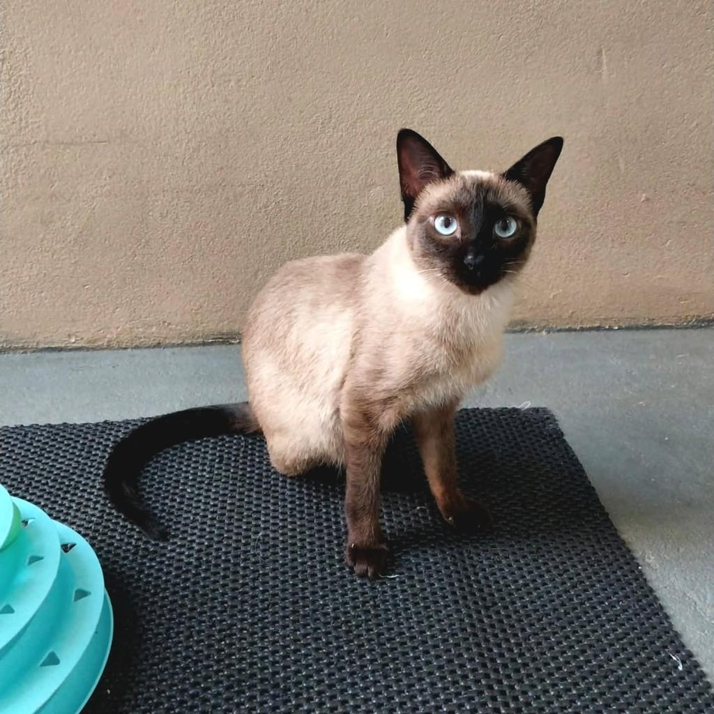 Olivia, gata de porte pequeno para adoção em São Paulo - SP