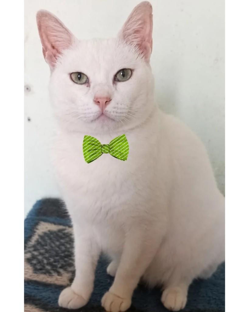Tom, gato para adoção em São Paulo - SP
