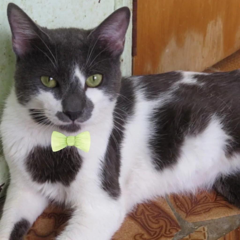 Zeca, gato para adoção em São Paulo - SP