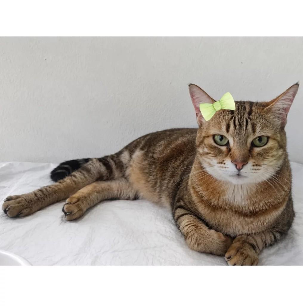 Tigrada, gata para adoção em São Paulo - SP