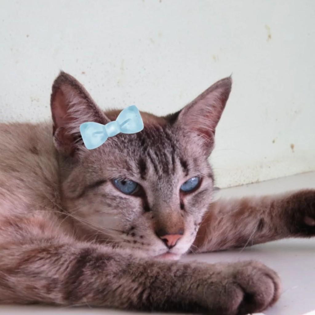 Brigite, gata para adoção em Diadema - SP