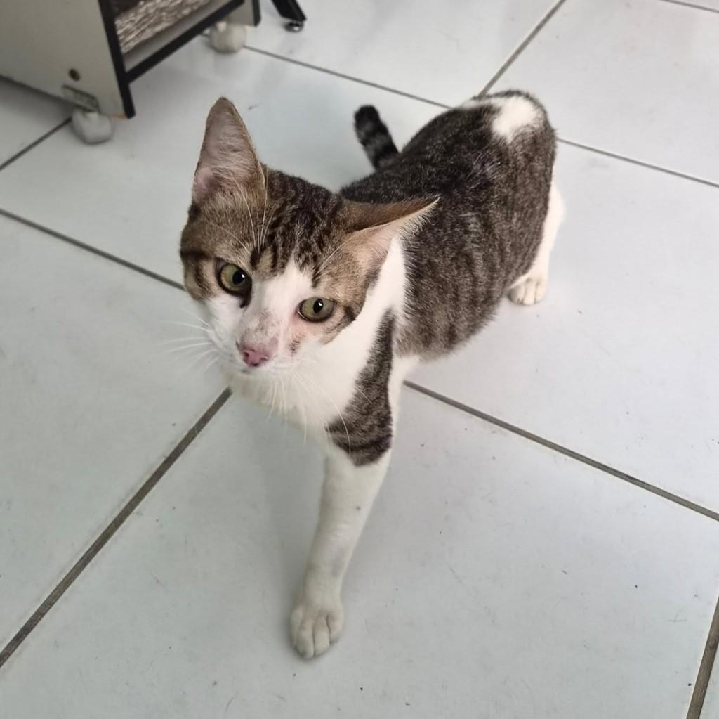 Jake, gato de porte médio para adoção em São Paulo - SP