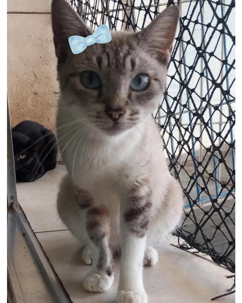 Manu, gata para adoção em São Paulo - SP