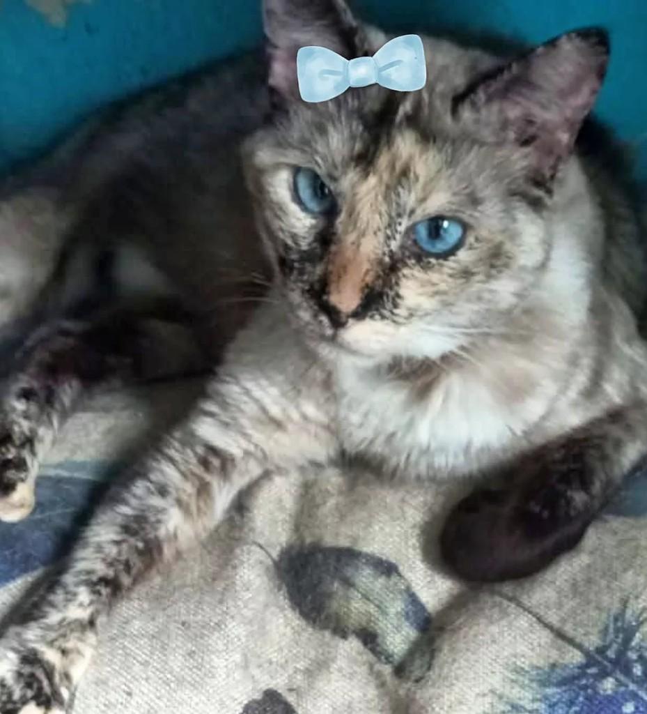 Mia, gata de porte médio para adoção em São Paulo - SP