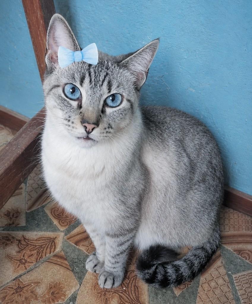 Princesinha, gata para adoção em São Paulo - SP