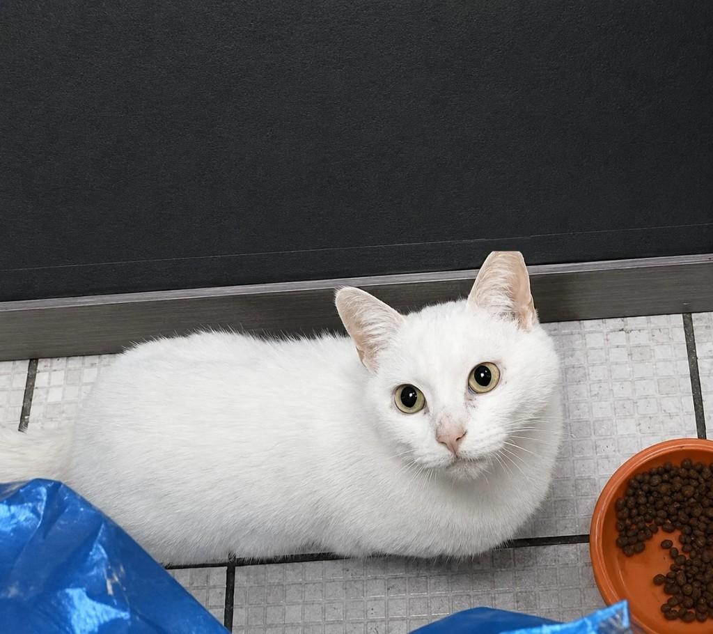 Neve, gato de porte pequeno para adoção em São Paulo - SP