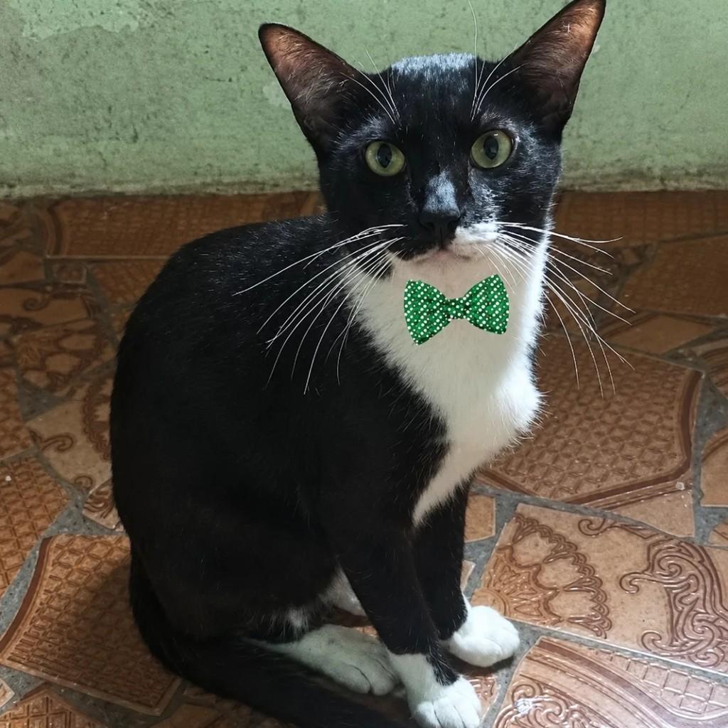 Theo, gato para adoção em São Paulo - SP