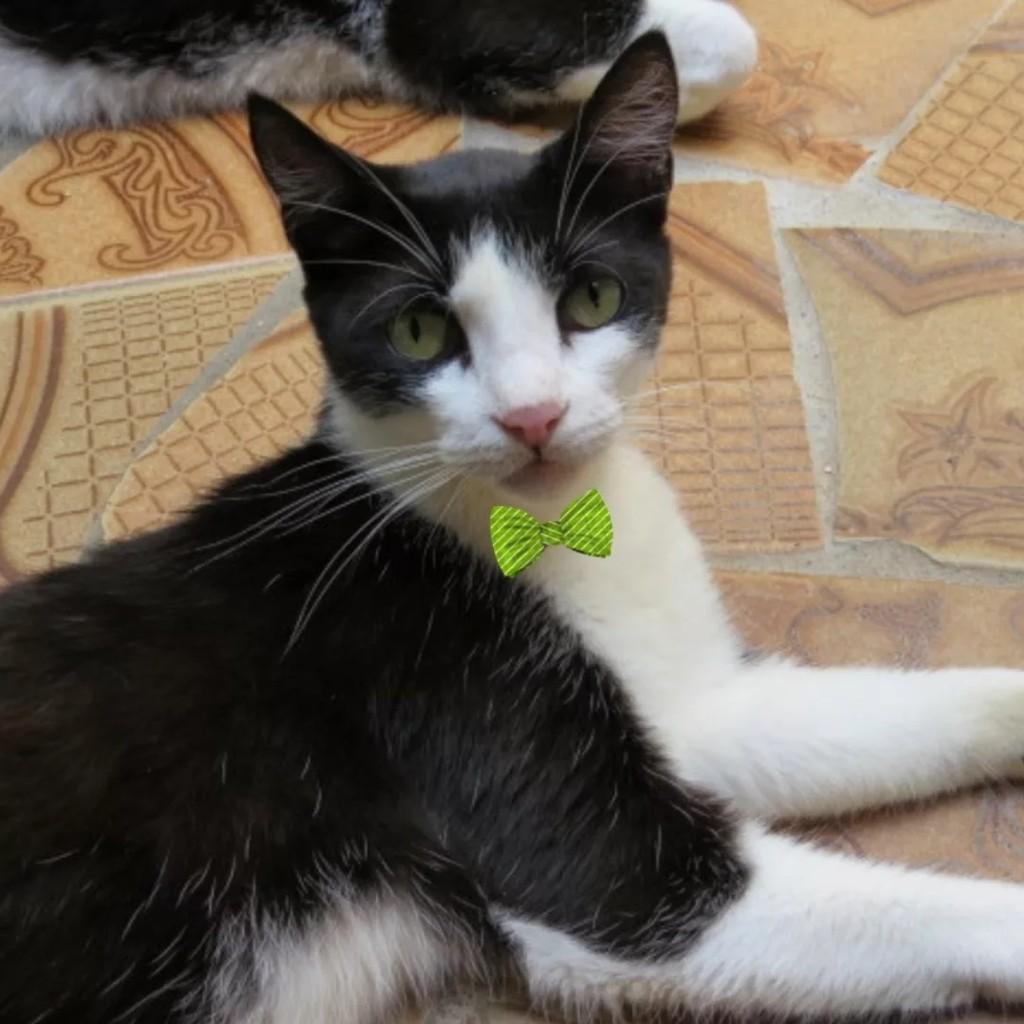 Natanael, gato de porte médio para adoção em São Paulo - SP