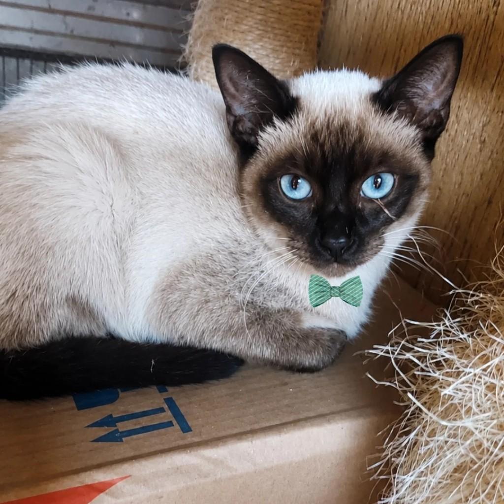 Nino, gato de porte pequeno para adoção em São Paulo - SP