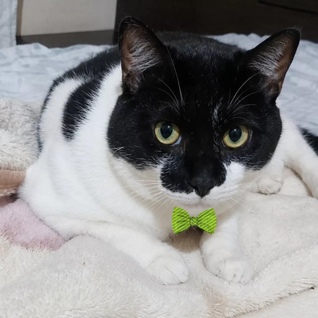 Petro, gato para adoção em São Paulo - SP