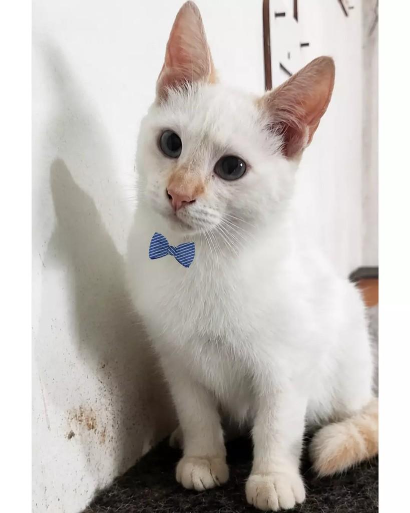 João Paulo, gato para adoção em São Paulo - SP