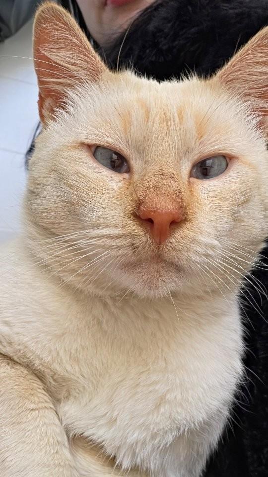 Sven, gato para adoção em São Paulo - SP