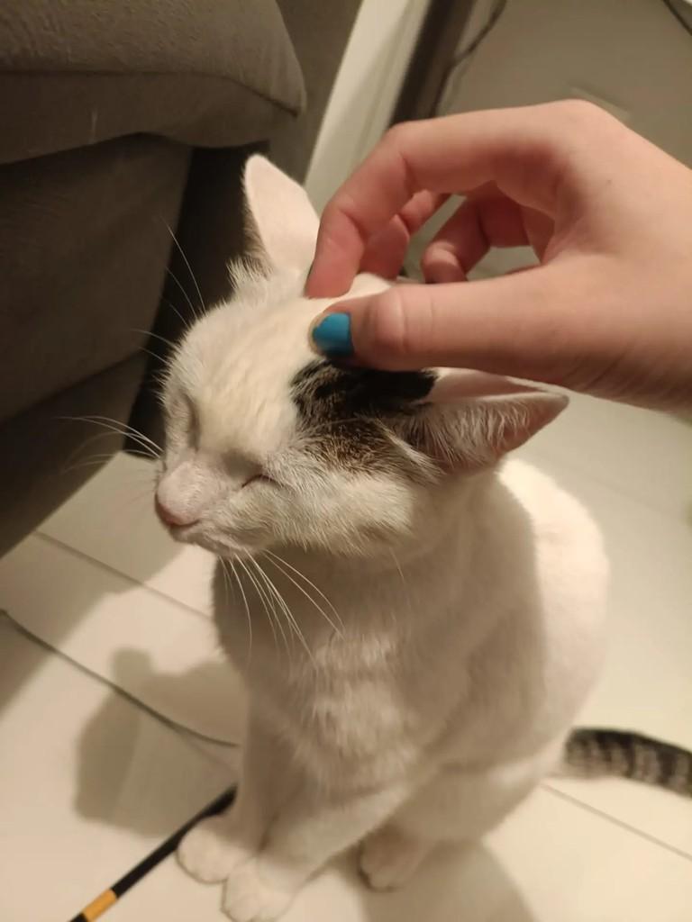 Floquinho, gato de porte pequeno para adoção em São Paulo - SP