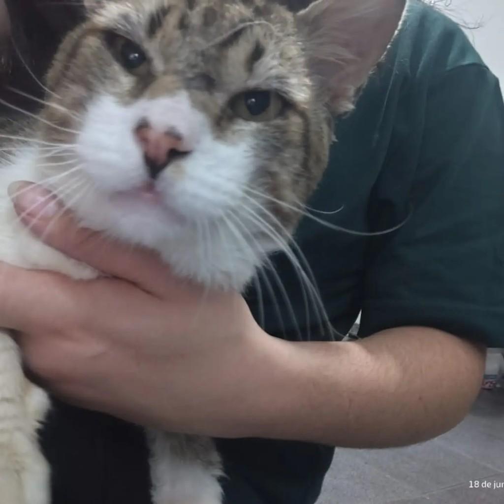 Leônidas, gato de porte médio para adoção em São Paulo - SP