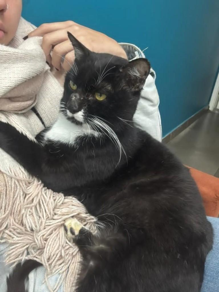 Costelinha, gato de porte pequeno para adoção em São Paulo - SP