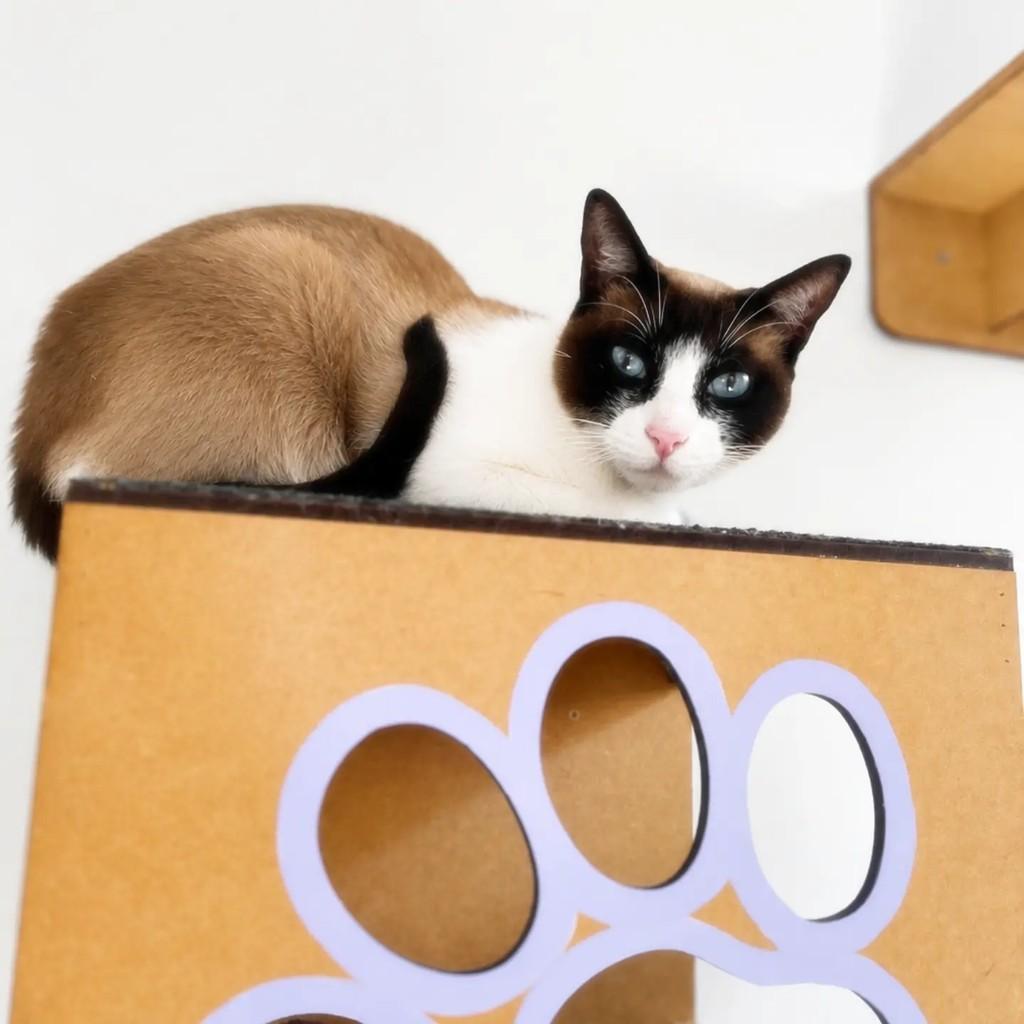 Cristal, gata de porte pequeno para adoção em São Caetano do Sul - SP