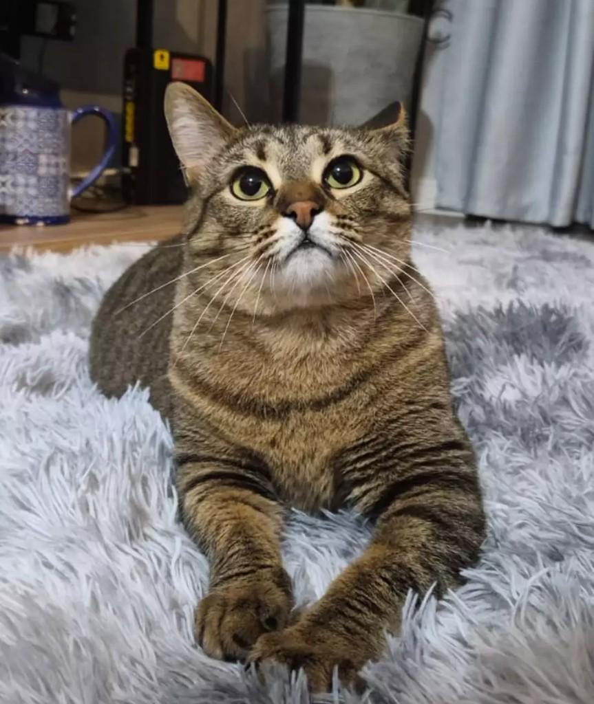 Padmé, gato para adoção em São Paulo - SP