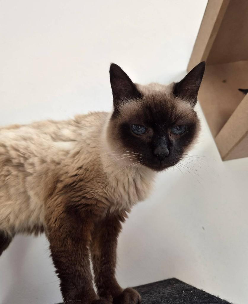 Vovó, gata para adoção em São Paulo - SP