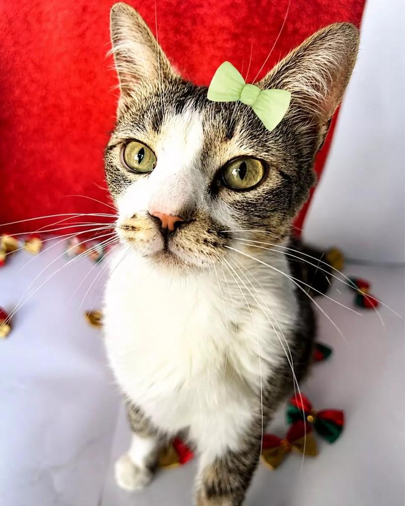 Princeza, gata para adoção em São Paulo - SP