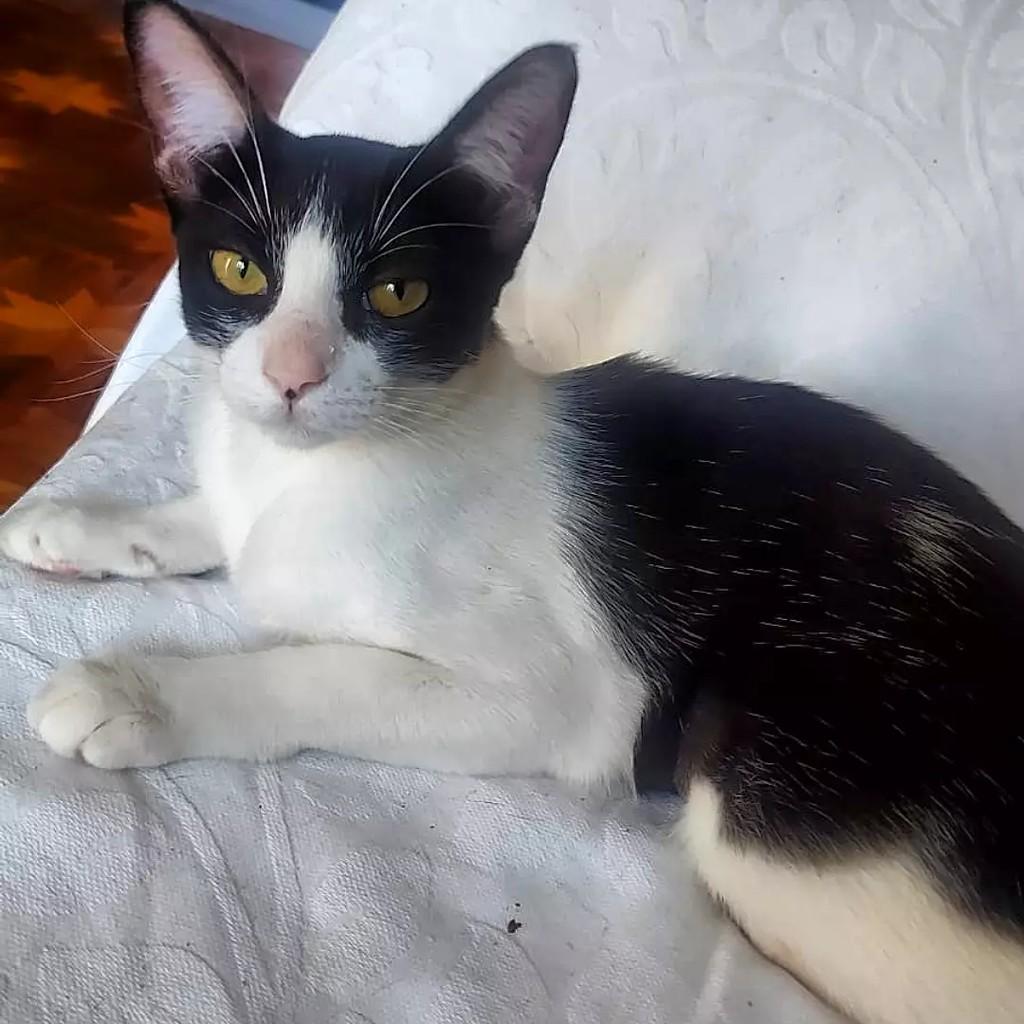 Kira, gata de porte pequeno para adoção em São Paulo - SP